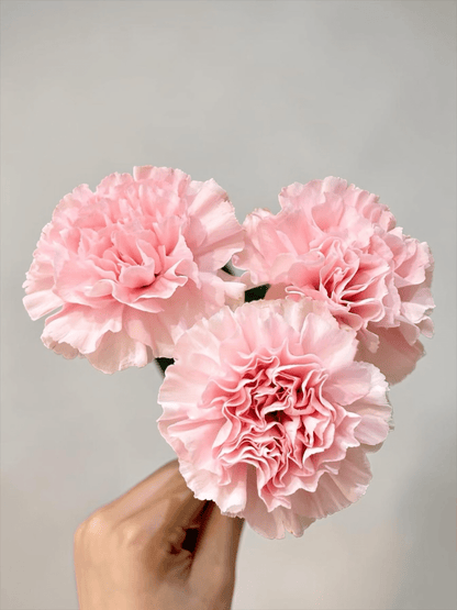 Mother's Day Carnation - Light Pink (18-20 Stems)