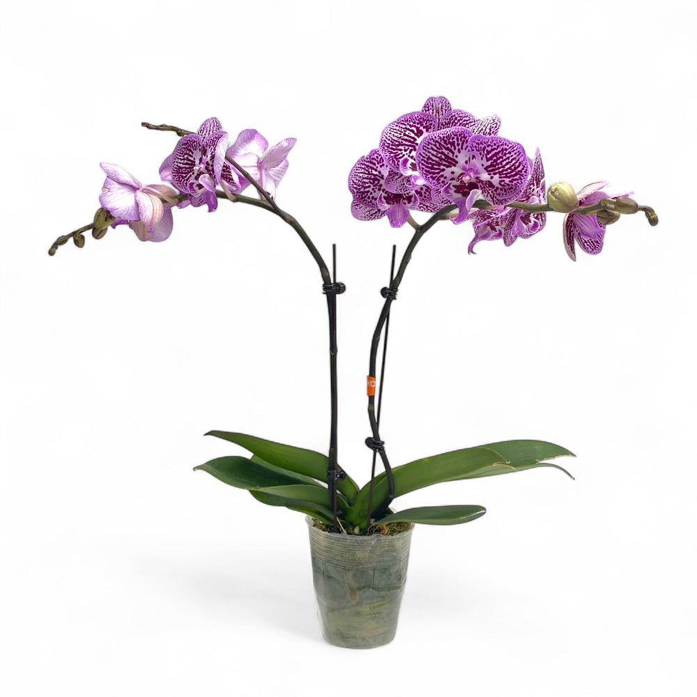 Pot Phalaenopsis 3.5”