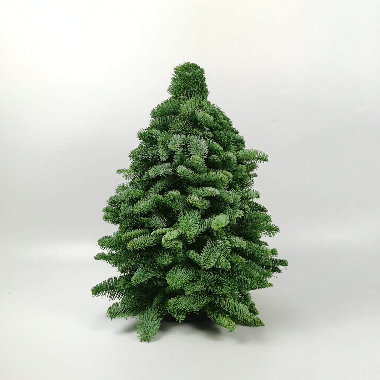 Mini Christmas Tree - Nobilis Fir (50cm)