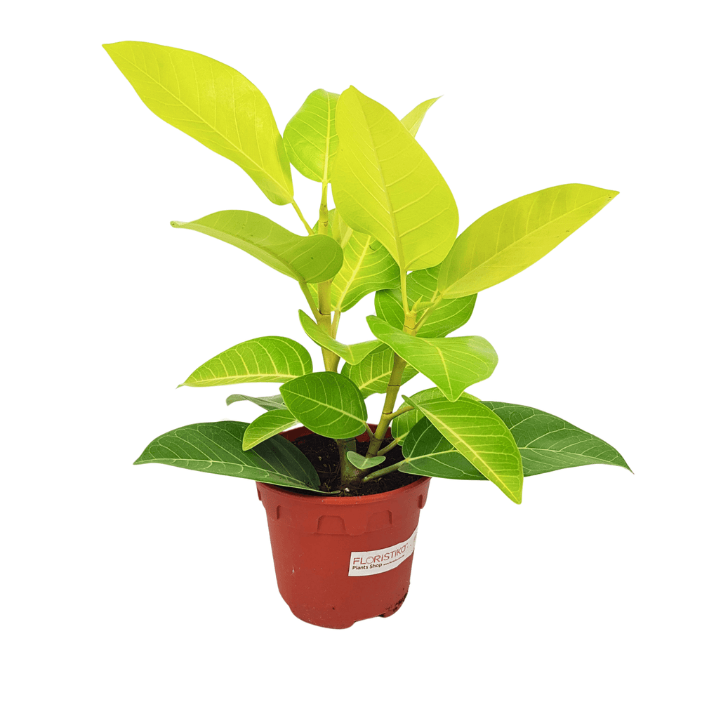 aglaonema greyhound Aglaonema Greyhound