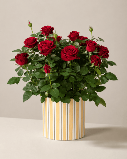 Rose Mix Arrangement - Yellow Ceramic Pot