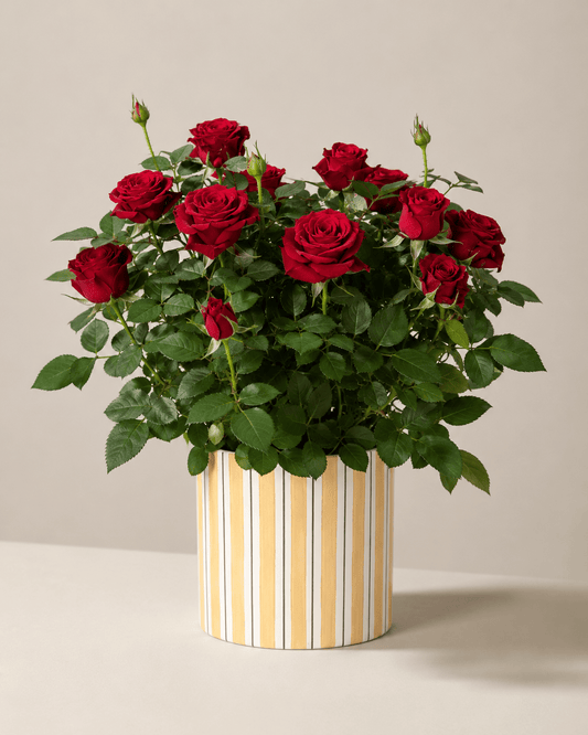 Rose Mix Arrangement - Yellow Ceramic Pot