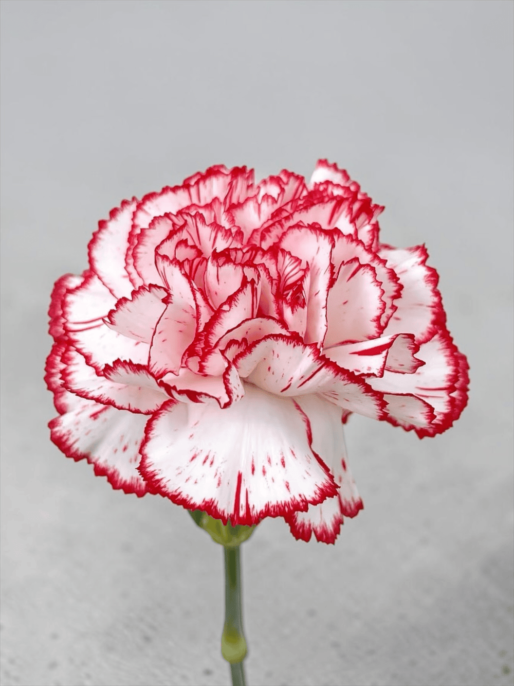 Mother's Day Carnation - 2 Tone White Red (18-20 Stems)