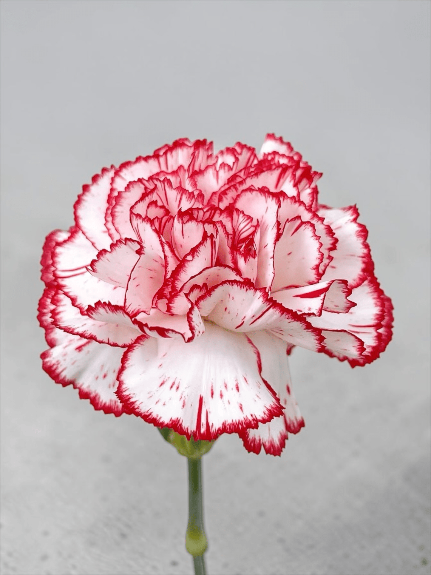 Mother's Day Carnation - 2 Tone White Red (18-20 Stems)