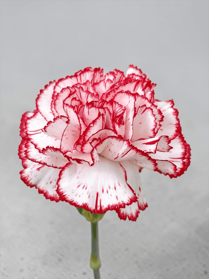 Mother's Day Carnation - 2 Tone White Red (18-20 Stems)