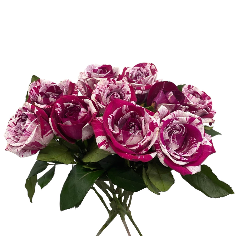 Rose Aquarius - Marble Red [10 stems]