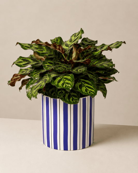 Calathea Mix Arrangement - Dark Blue Ceramic Pot