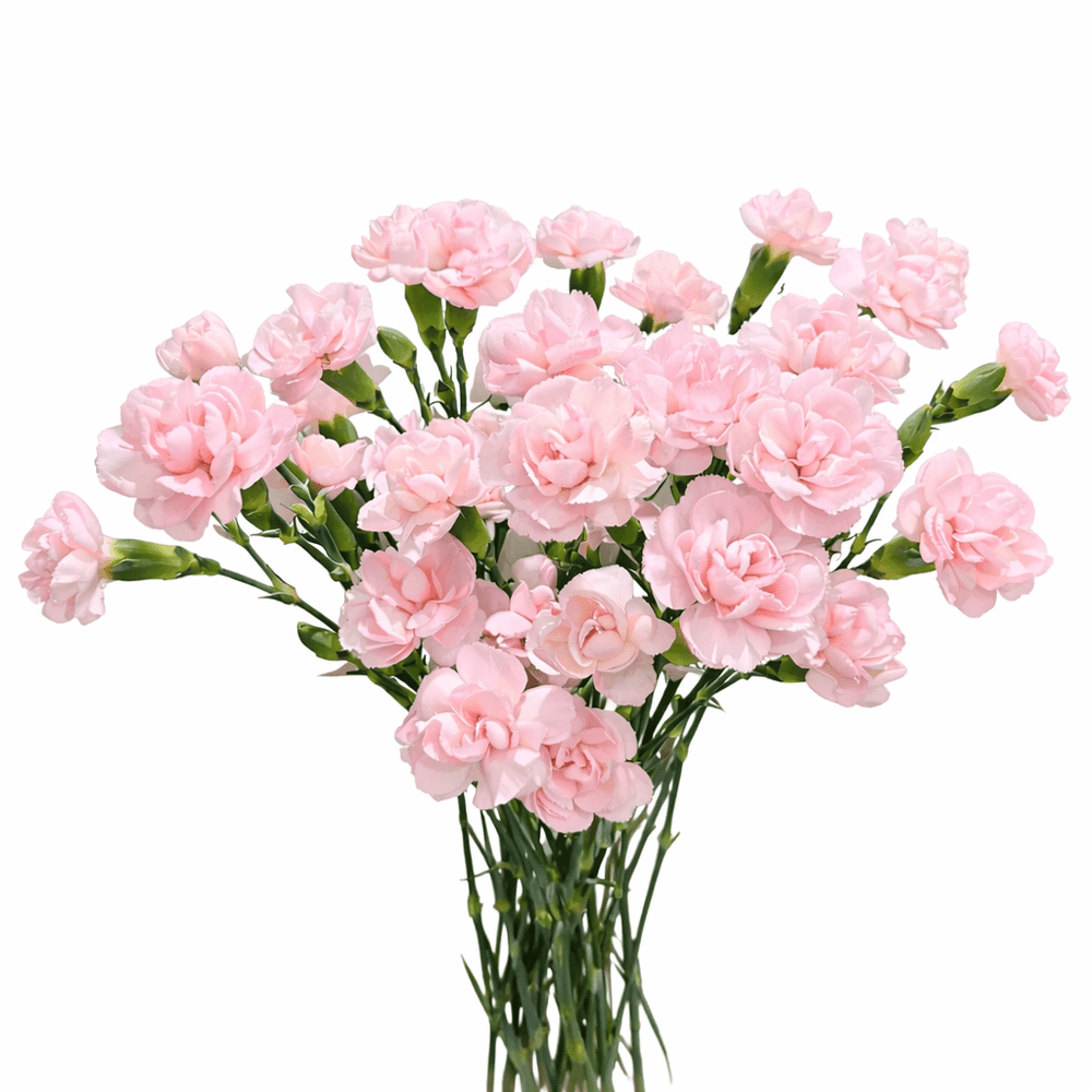 Mother's Day Spray Carnation - Baby Pink (18-20 Stems)