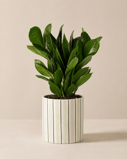 ZZ Plant (Zamioculcas) Arrangement - Light Green Ceramic Pot