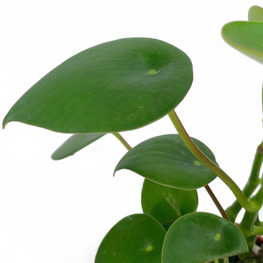 Peperomia Raindrop