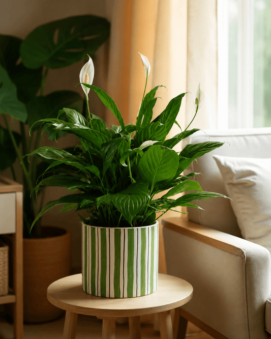 Peace Lily (Spathiphyllum) Arrangement - Dark Green Ceramic Pot