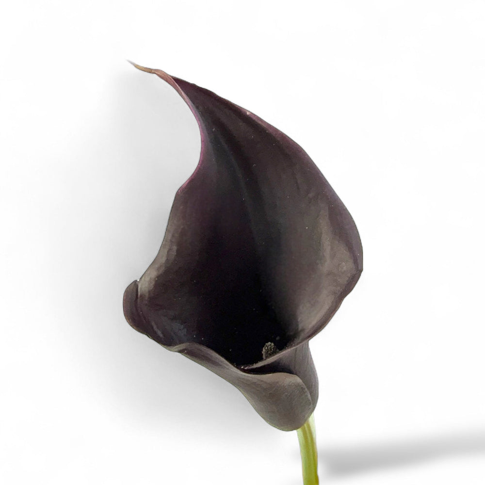 Calla Lily - Dark Purple