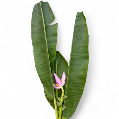 Jantung Pisang/Banana Flower
