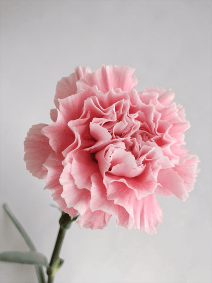 Mother's Day Carnation - Cotton Candy (18-20 Stems)