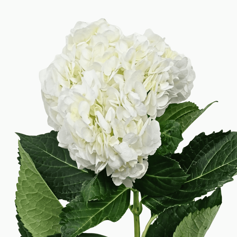 Hydrangea - White (Flower Head Size: 18-20cm)