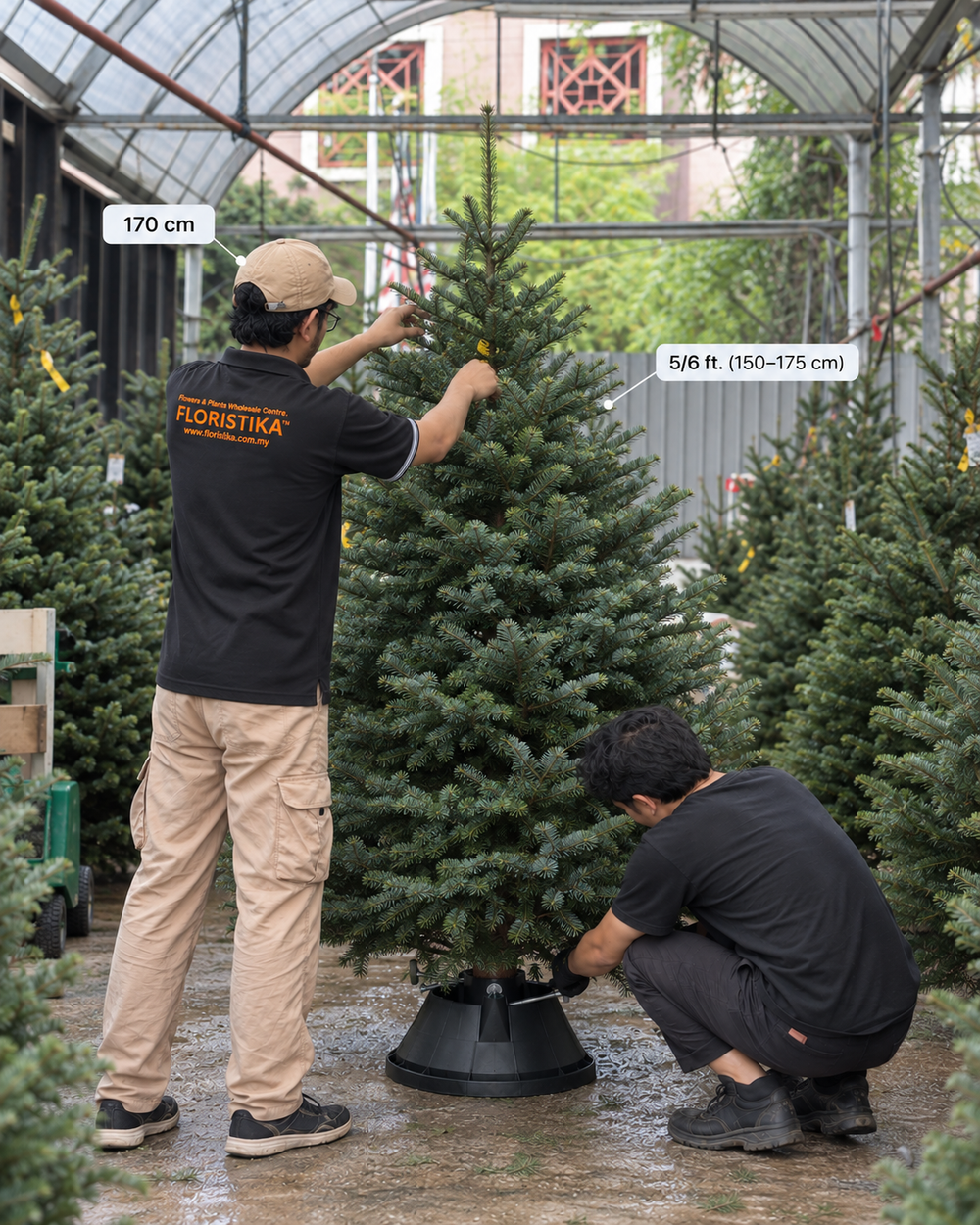 Real Christmas Tree (5/6 Ft. / 150 - 175 cm) - Premium Grade Nordmann Fir