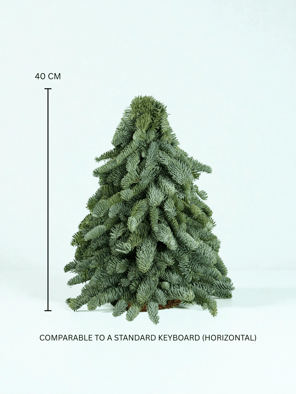 Mini Christmas Tree - Nobilis Fir (40cm)