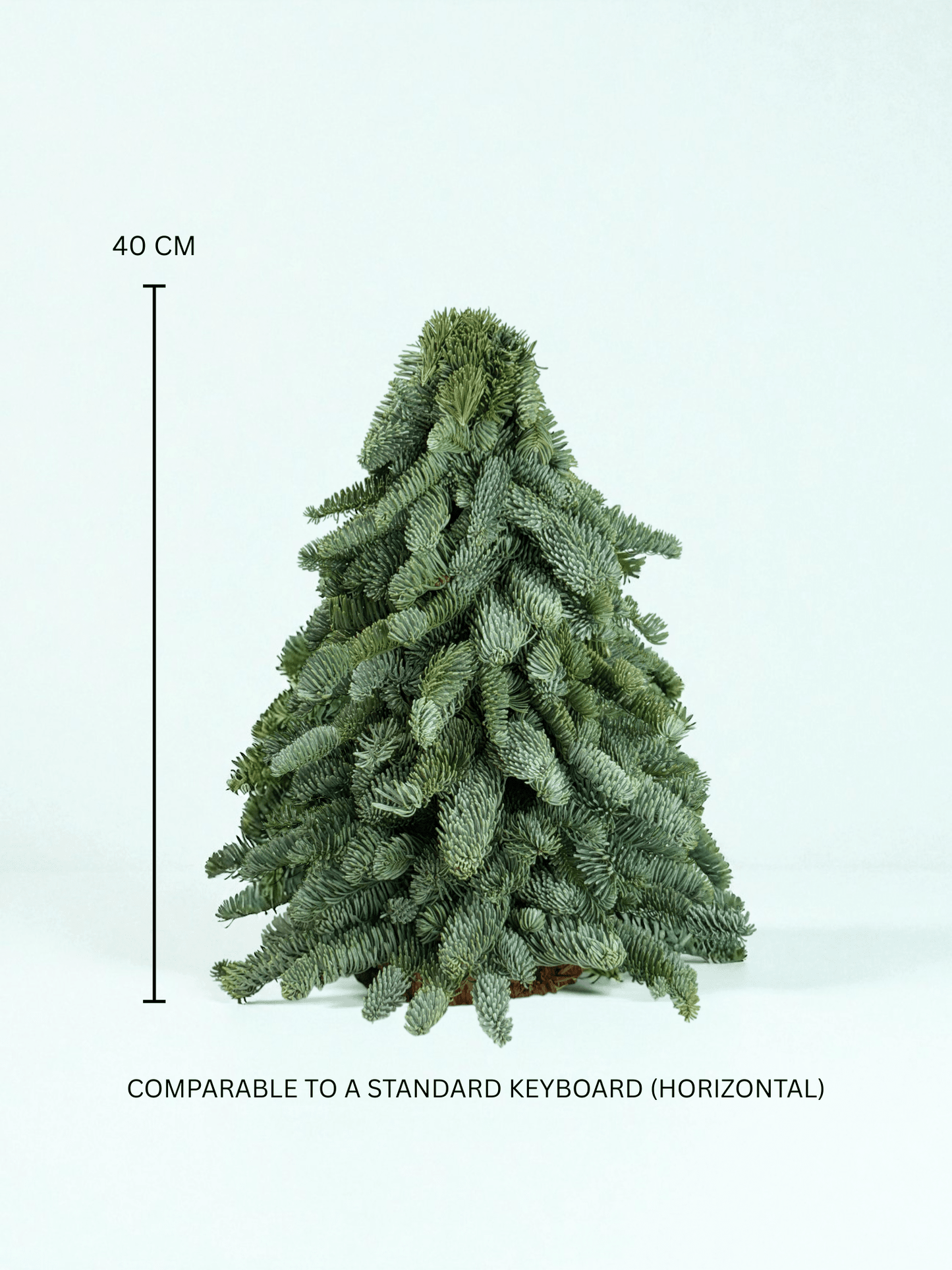 Mini Christmas Tree - Nobilis Fir (40cm)