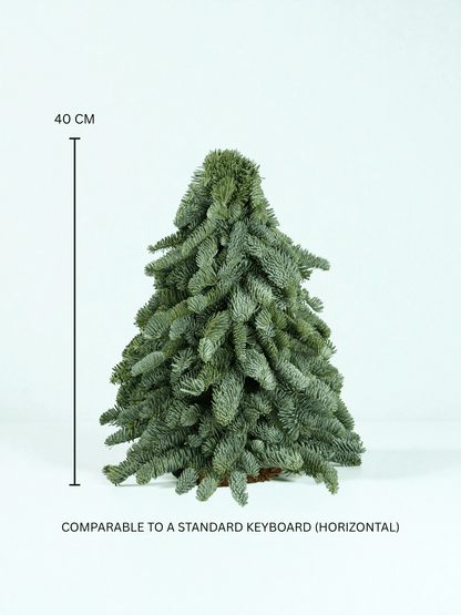 Mini Christmas Tree - Nobilis Fir (40cm)
