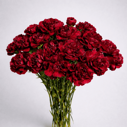 Mother's Day Carnation - Maroon (18-20 Stems)