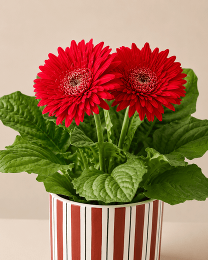 Daisy Mix Arrangement - Dark Red Ceramic Pot