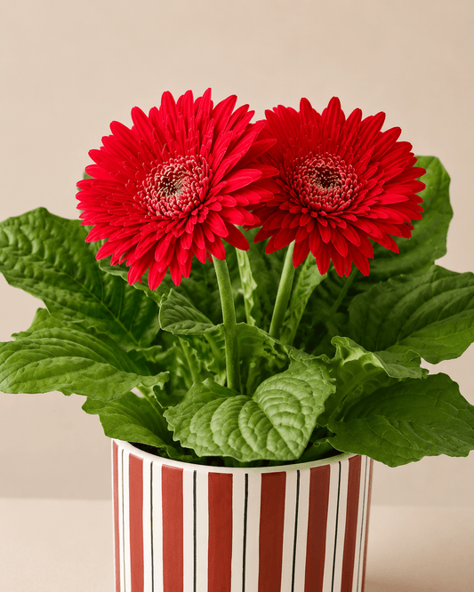 Daisy Mix Arrangement - Dark Red Ceramic Pot