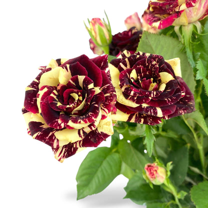 Rose Spray - 2 Tone Red Yellow