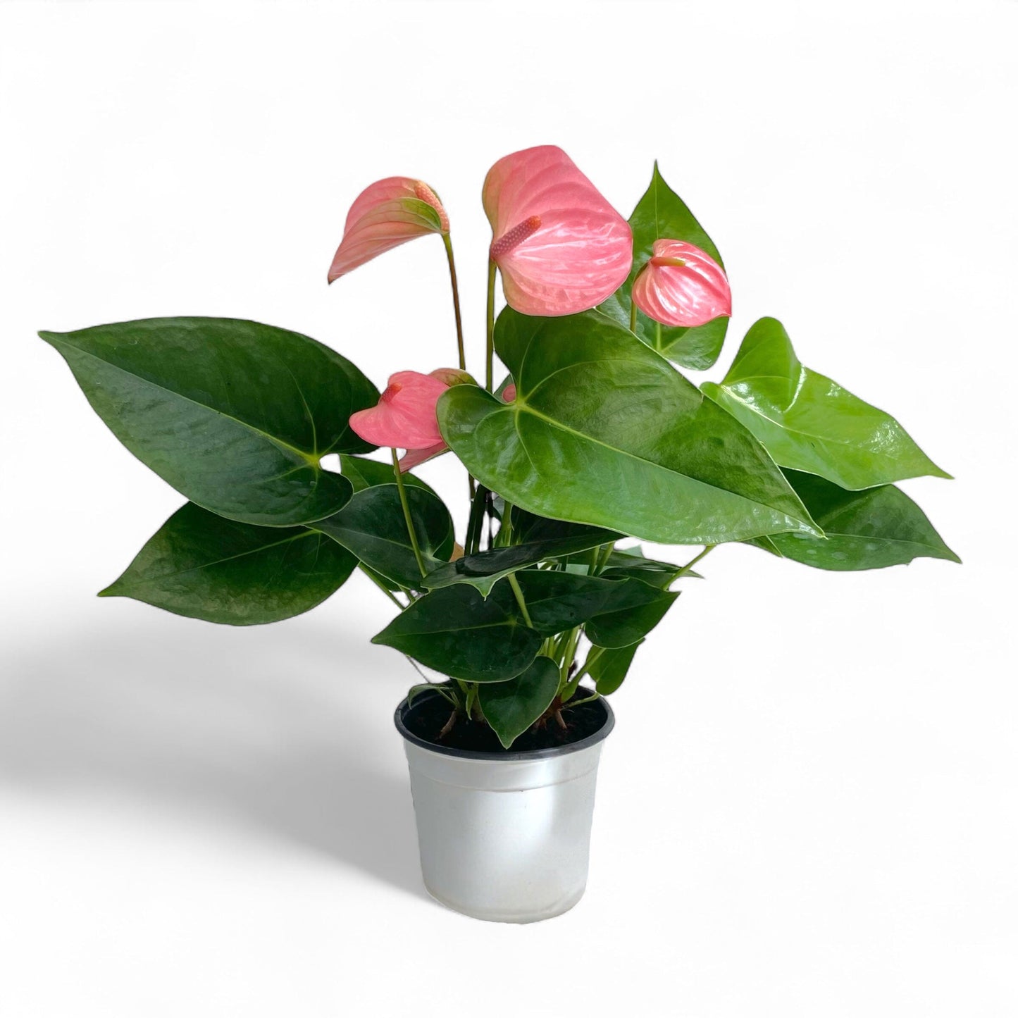 Pot Anthurium Mix - Pink