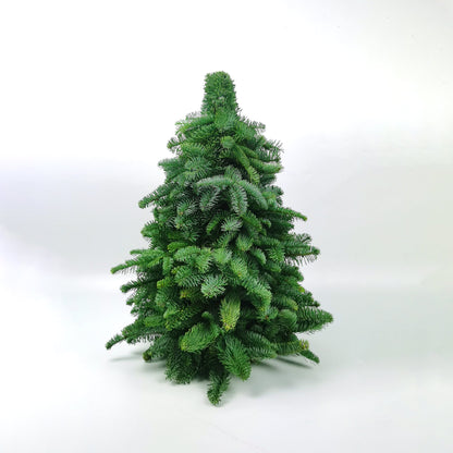 Mini Christmas Tree - Nobilis Fir (60cm)