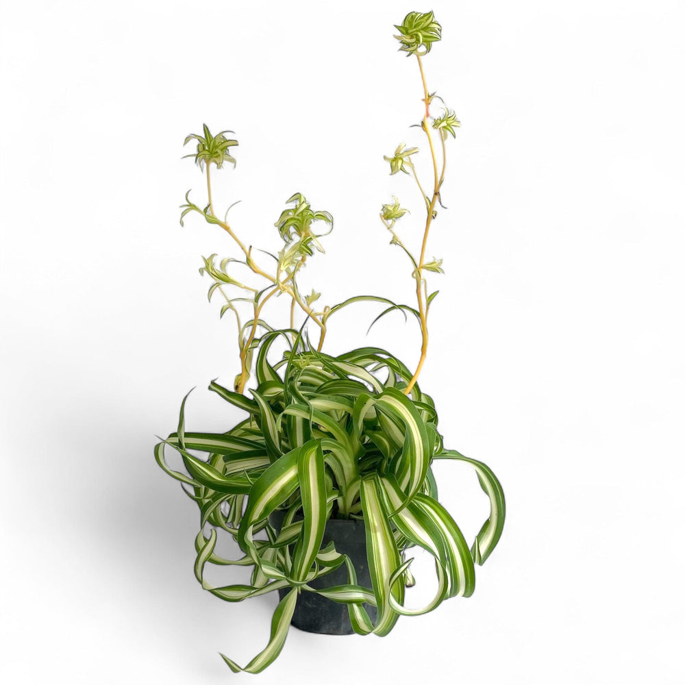 Pot Spider Plant P120