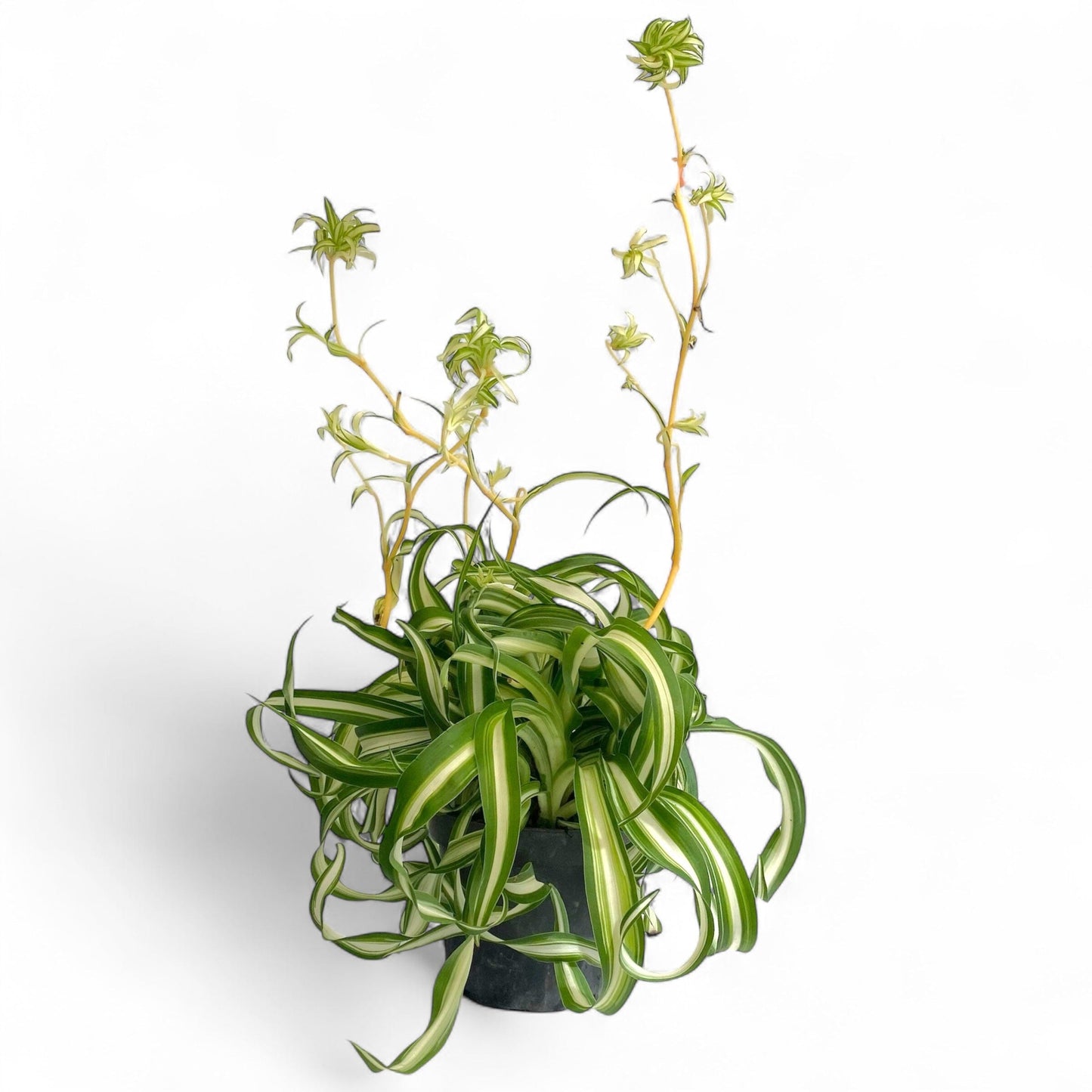 Pot Spider Plant P120