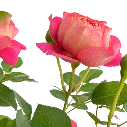 Pot Rose #1 Gallon - Pink