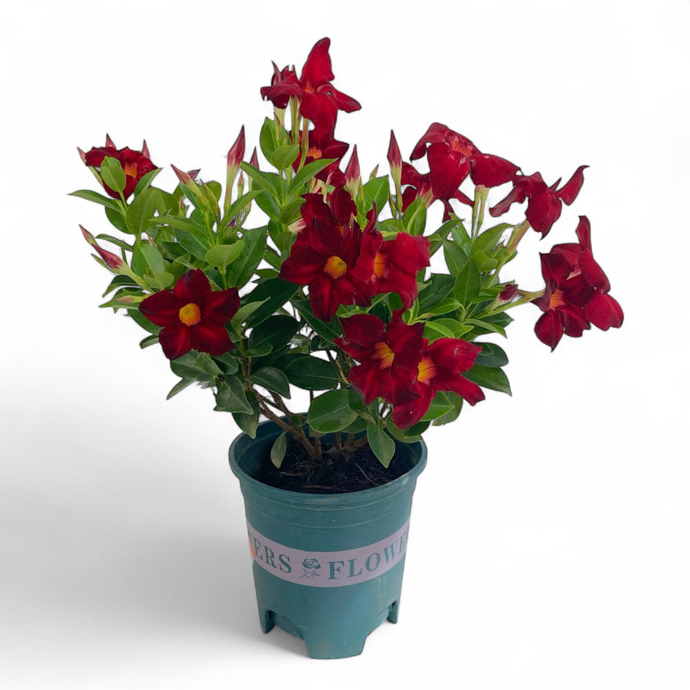 Pot Brazillian Jasmine #1 Gallon