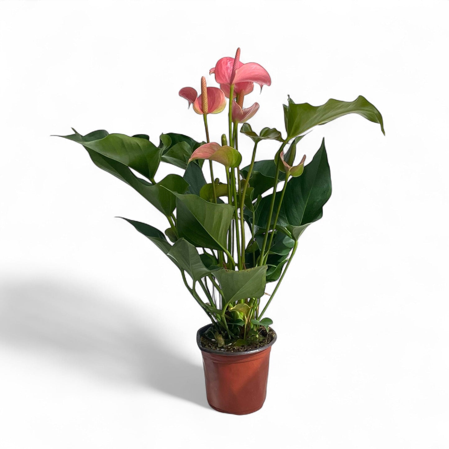 Pot Anthurium Mix - Pink