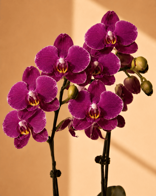 Purple Mini Phalaenopsis Orchid Arrangement - Dark Red Ceramic Pot