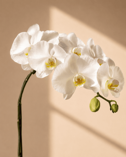 White Phalaenopsis Orchid Arrangement - Green Ceramic Pot