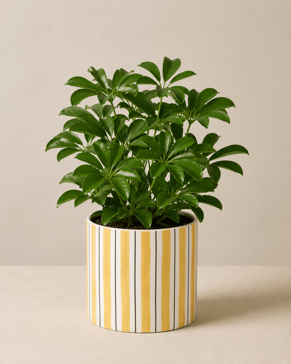Schefflera Arrangement - Yellow Ceramic Pot