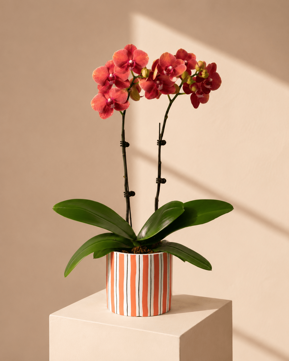 Orange Mini Phalaenopsis Orchid Arrangement - Orange Ceramic Pot