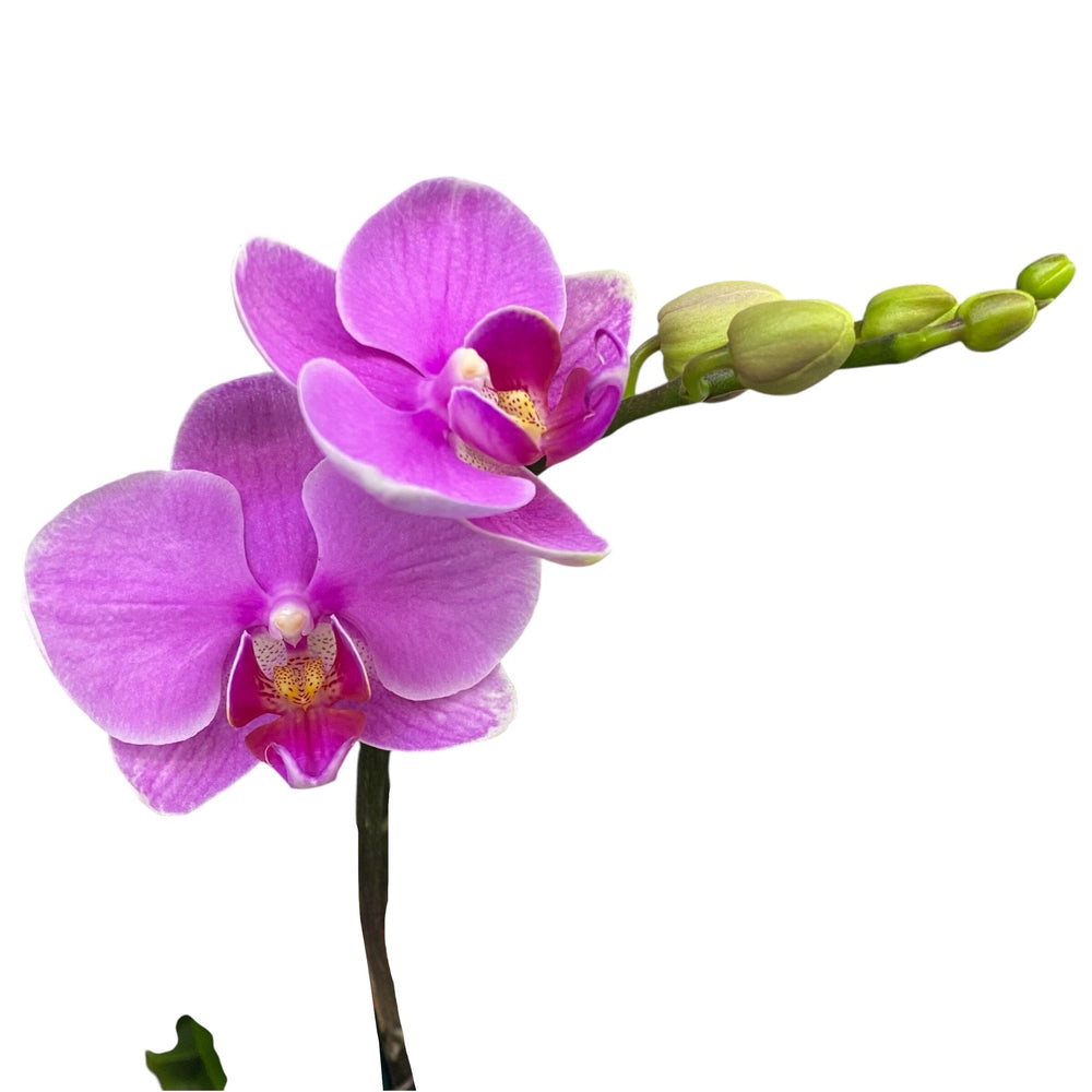 Pot Phalaenopsis Mini