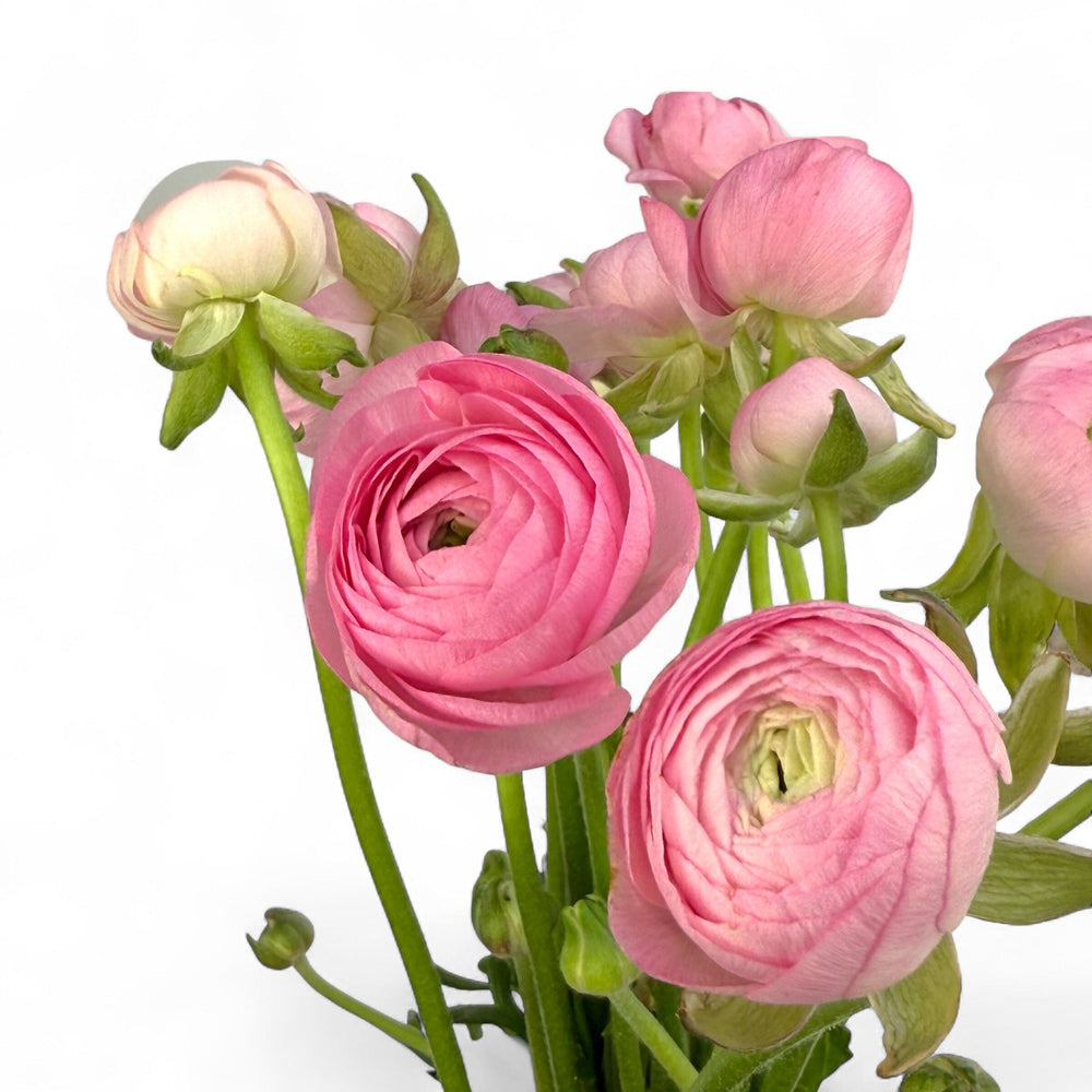 Pink Ranunculus Assistant Ranunculus (Imported) - Light Pink | Floristika Bangsar – Floristika.com.my