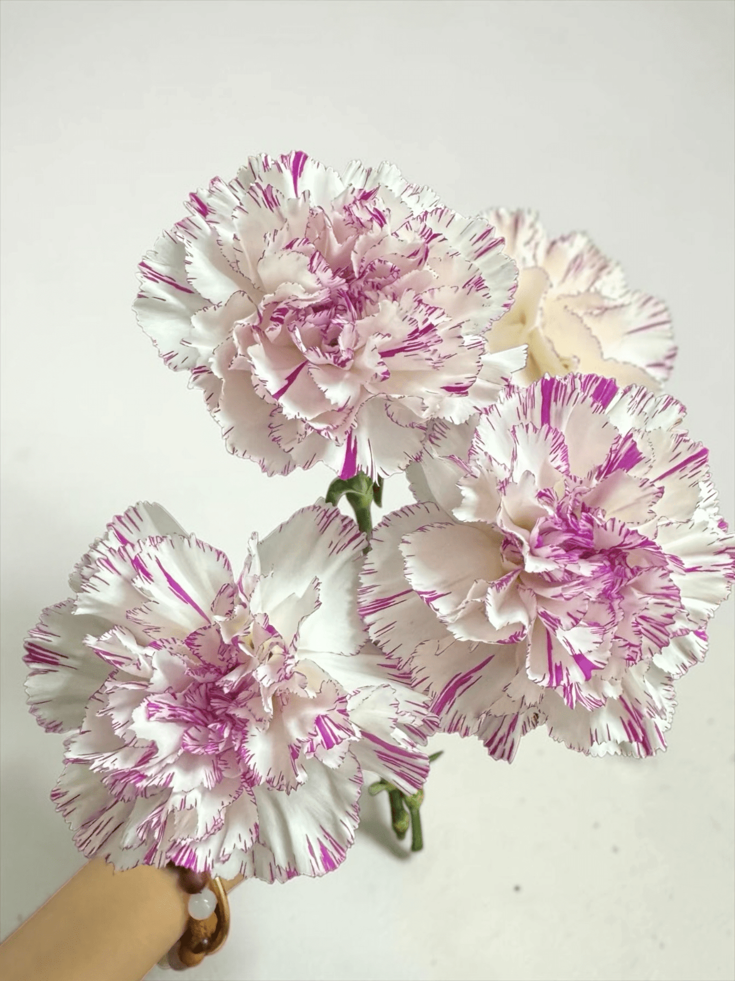Mother's Day Carnation - 2 Tone Light Pink Purple (18-20 Stems)