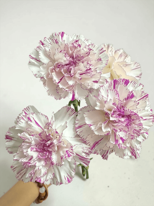 Mother's Day Carnation - 2 Tone Light Pink Purple (18-20 Stems)
