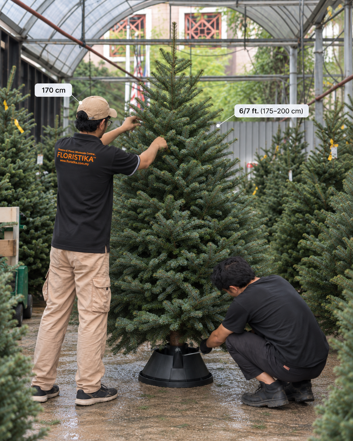 Real Christmas Tree (6/7 Ft. / 175 - 200cm) - Premium Grade Noble Fir