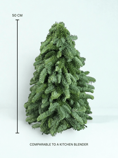 Mini Christmas Tree - Nobilis Fir (50cm)