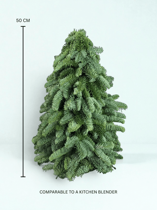 Mini Christmas Tree - Nobilis Fir (50cm)