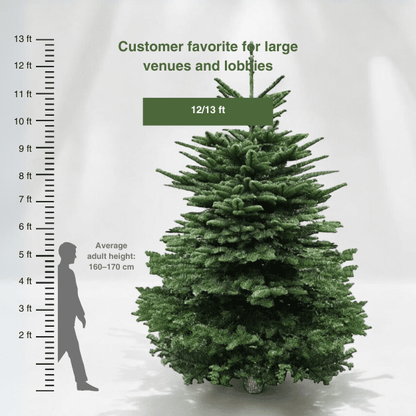 Real Christmas Tree (12/13 ft. / 350 - 400cm) - Premium Grade Noble Fir