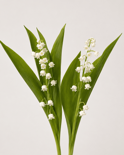 Lily of the Valley (2 Stems)