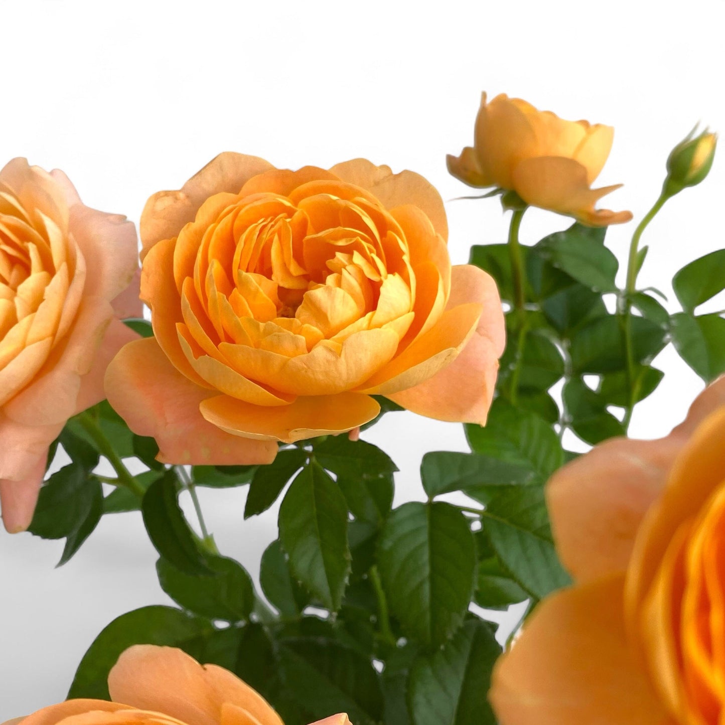 Pot Rose #1 Gallon - Orange Yellow