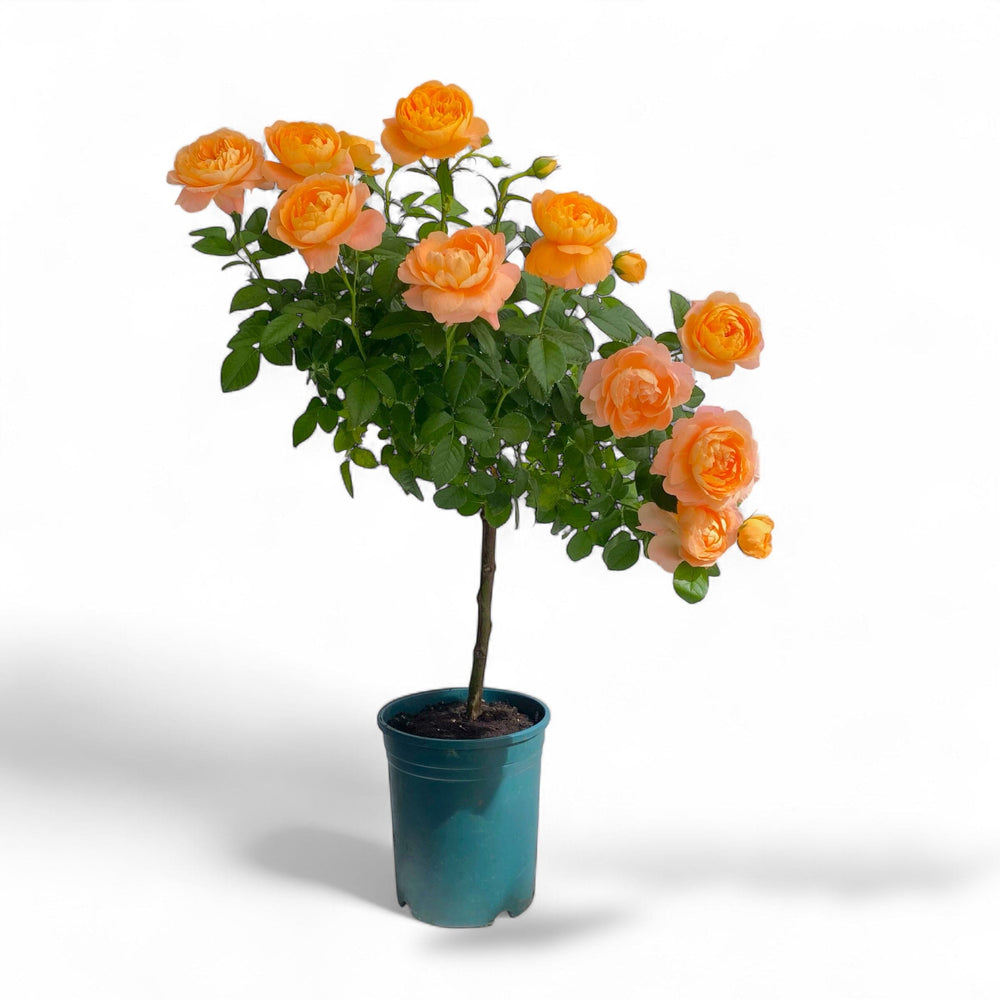 Pot Rose #1 Gallon - Orange Yellow