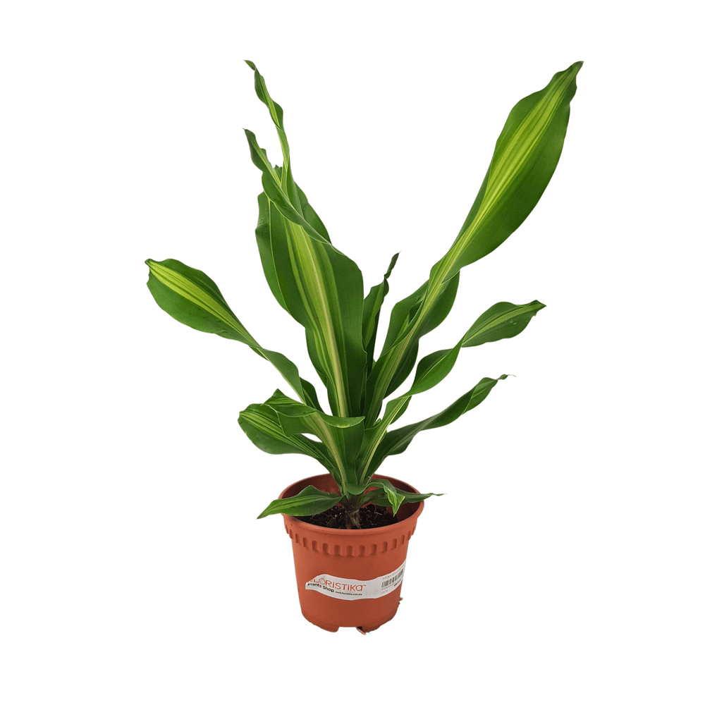 dracaena lindenii Dracaena Lindenii P120